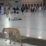Anjing Mekah