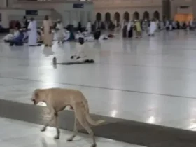 Anjing Mekah