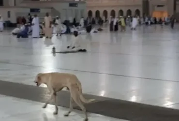Anjing Mekah