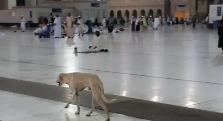 Anjing Mekah